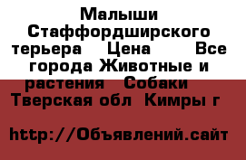 Малыши Стаффордширского терьера  › Цена ­ 1 - Все города Животные и растения » Собаки   . Тверская обл.,Кимры г.